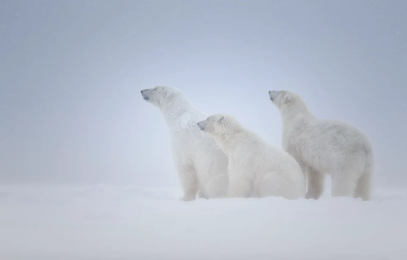 Photo wallpaper snow, family, bears, three, white, Blizzard