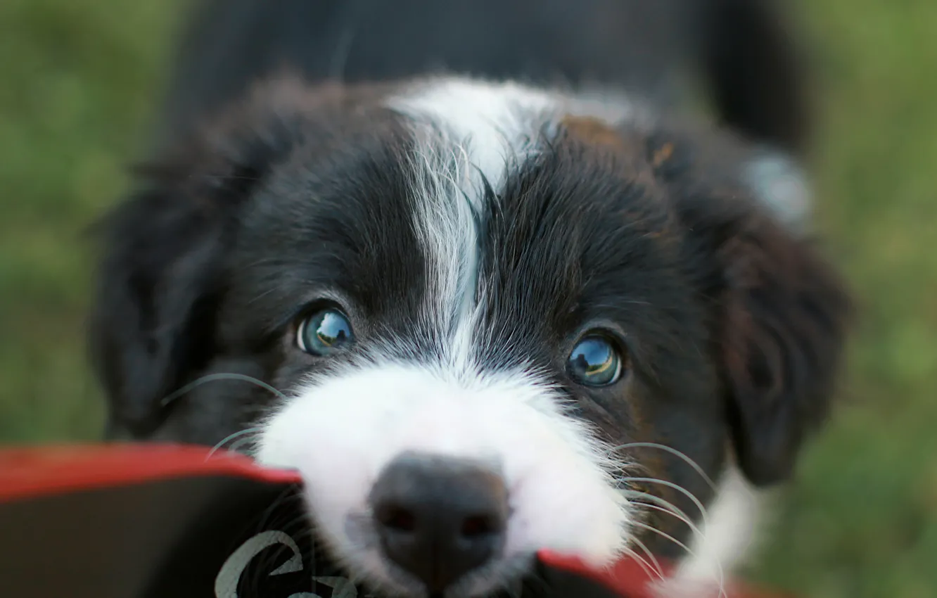 Photo wallpaper look, portrait, dog, baby, puppy, black and white, strap, face