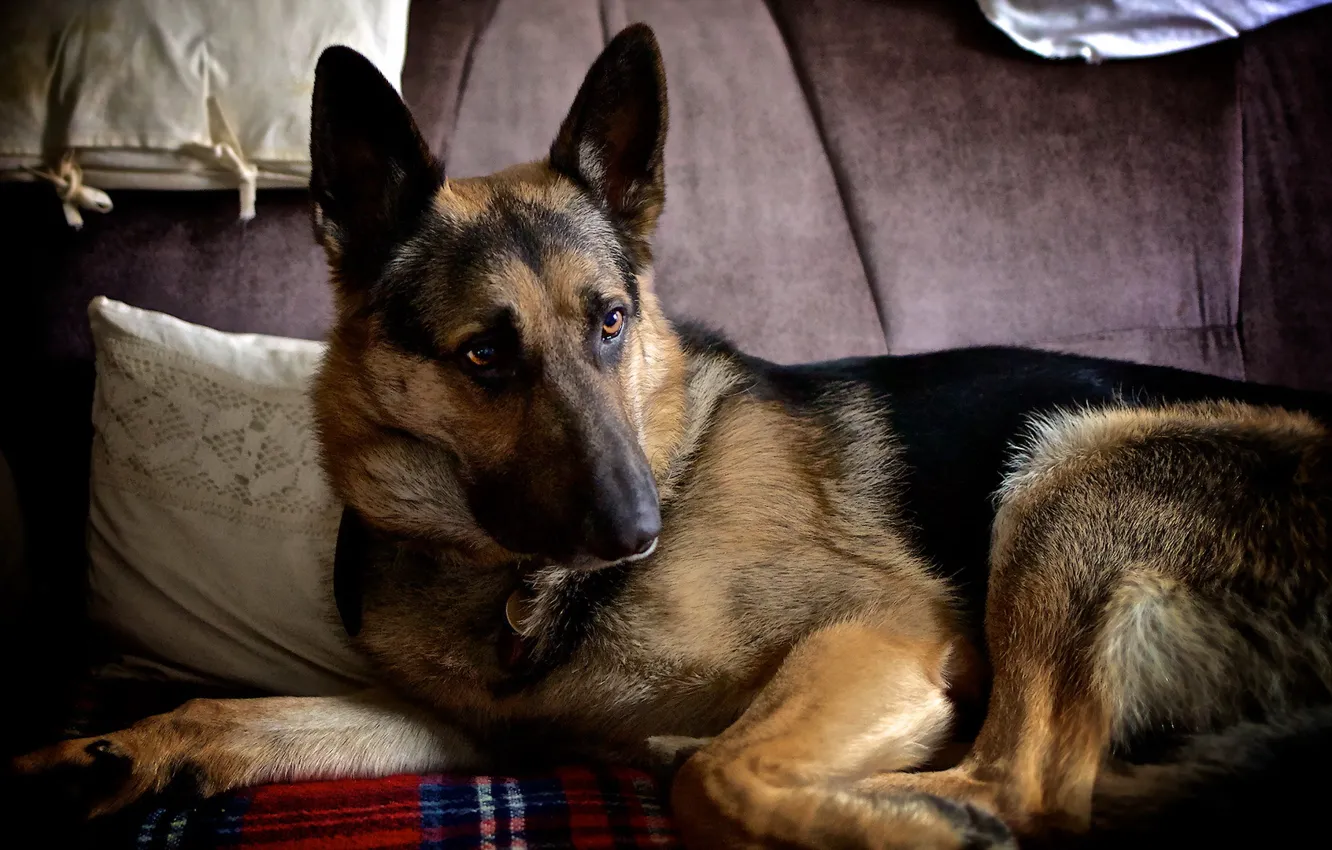 Photo wallpaper look, each, dog