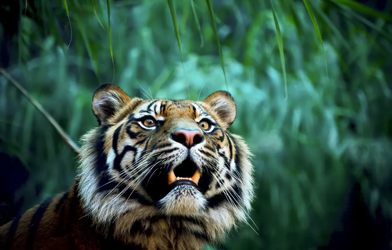 Photo wallpaper tiger, predator, jungle, mouth, fangs