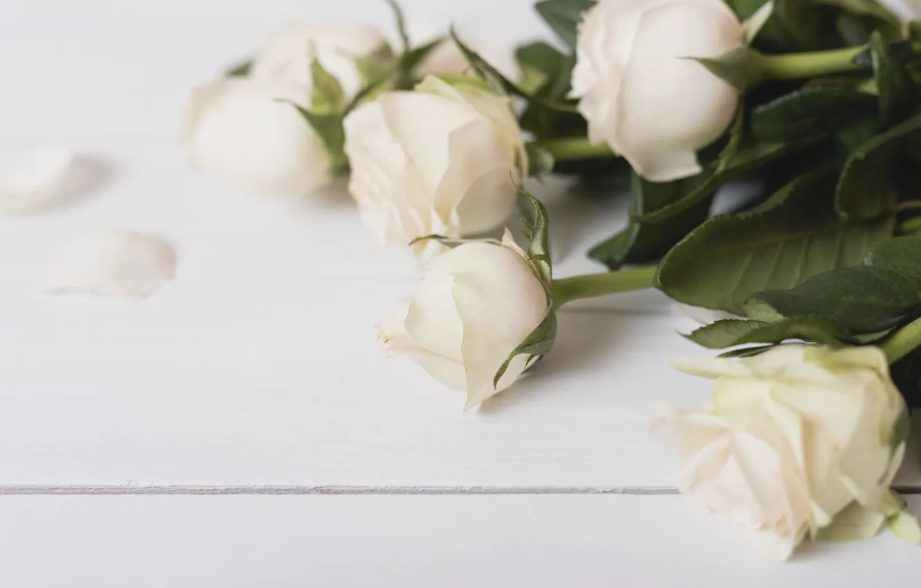 Photo wallpaper flowers, roses, petals, white, white, wood, flowers, petals