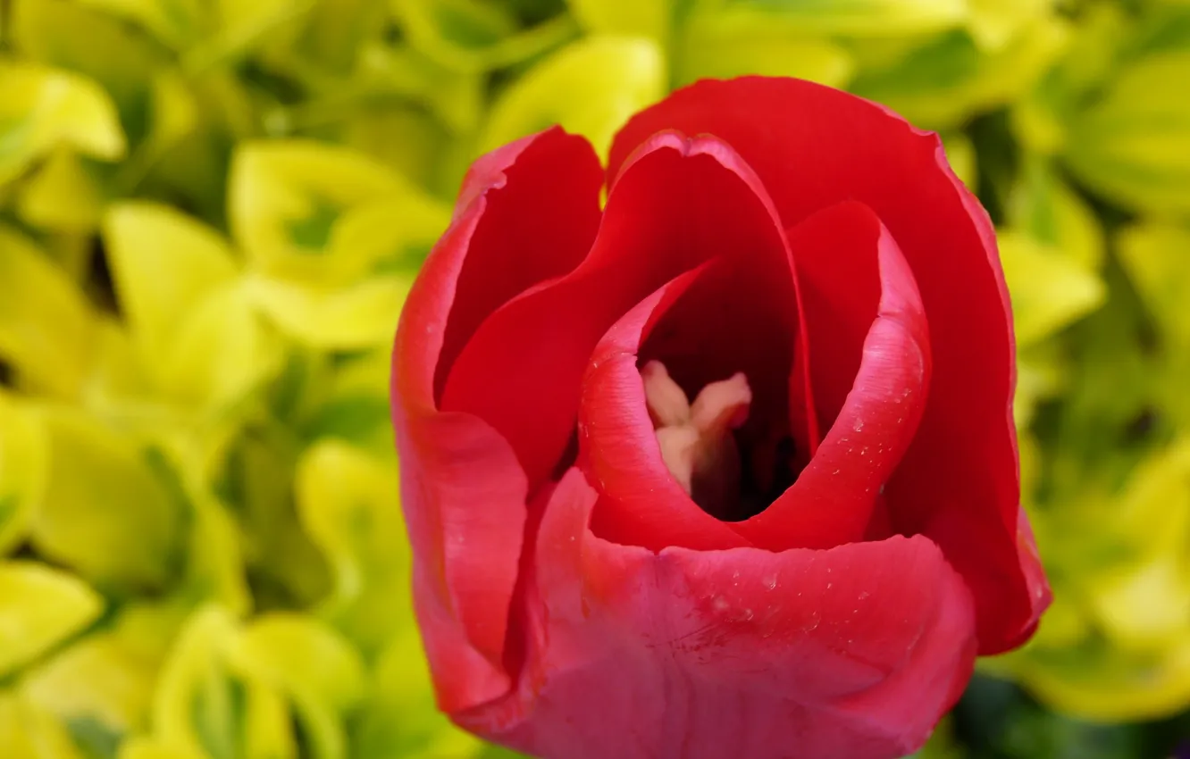 Photo wallpaper macro, red, spring, tulips, red, macro, spring, tulip