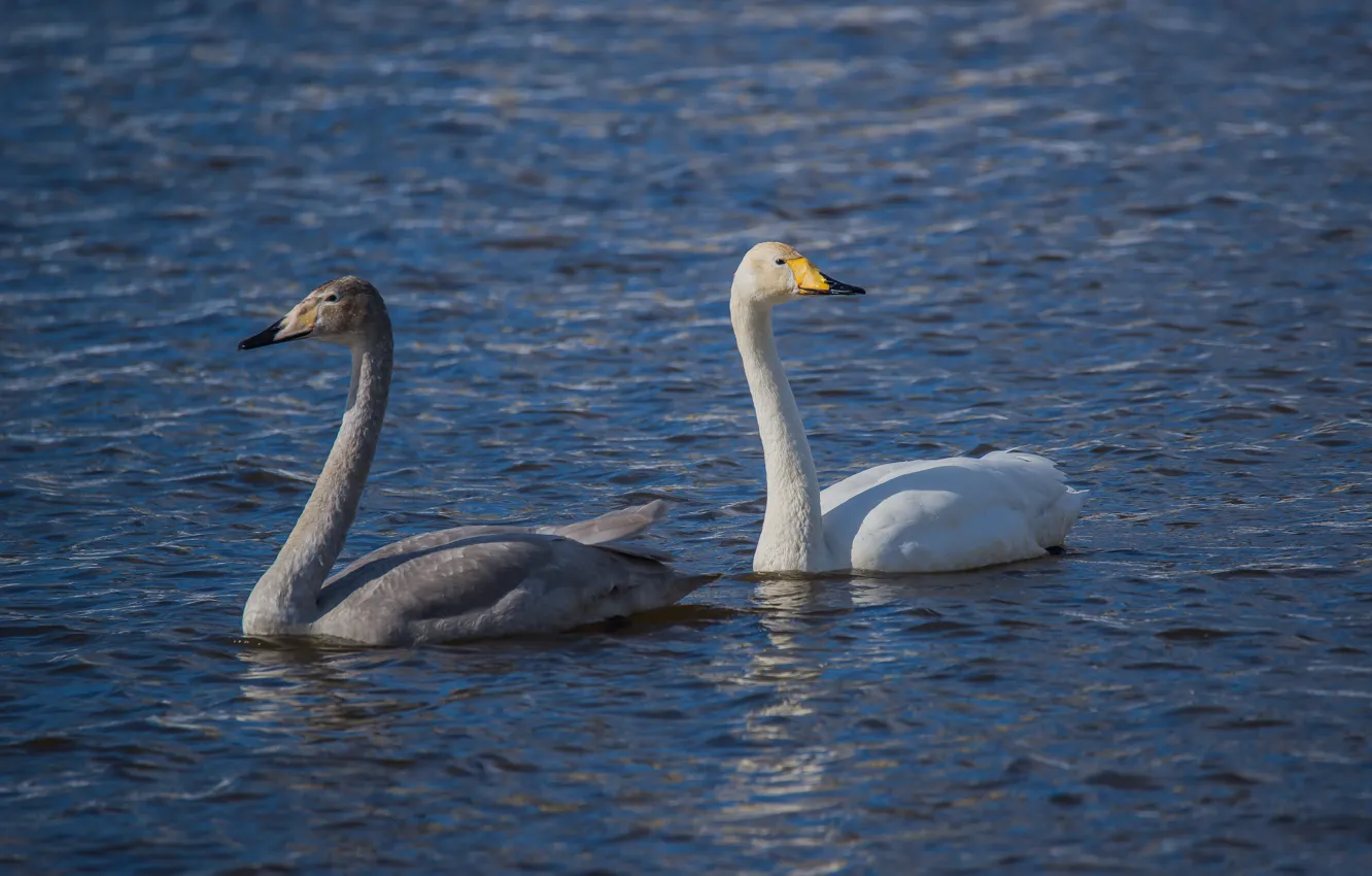 Photo wallpaper river, bird, spring, swans, Shipunov