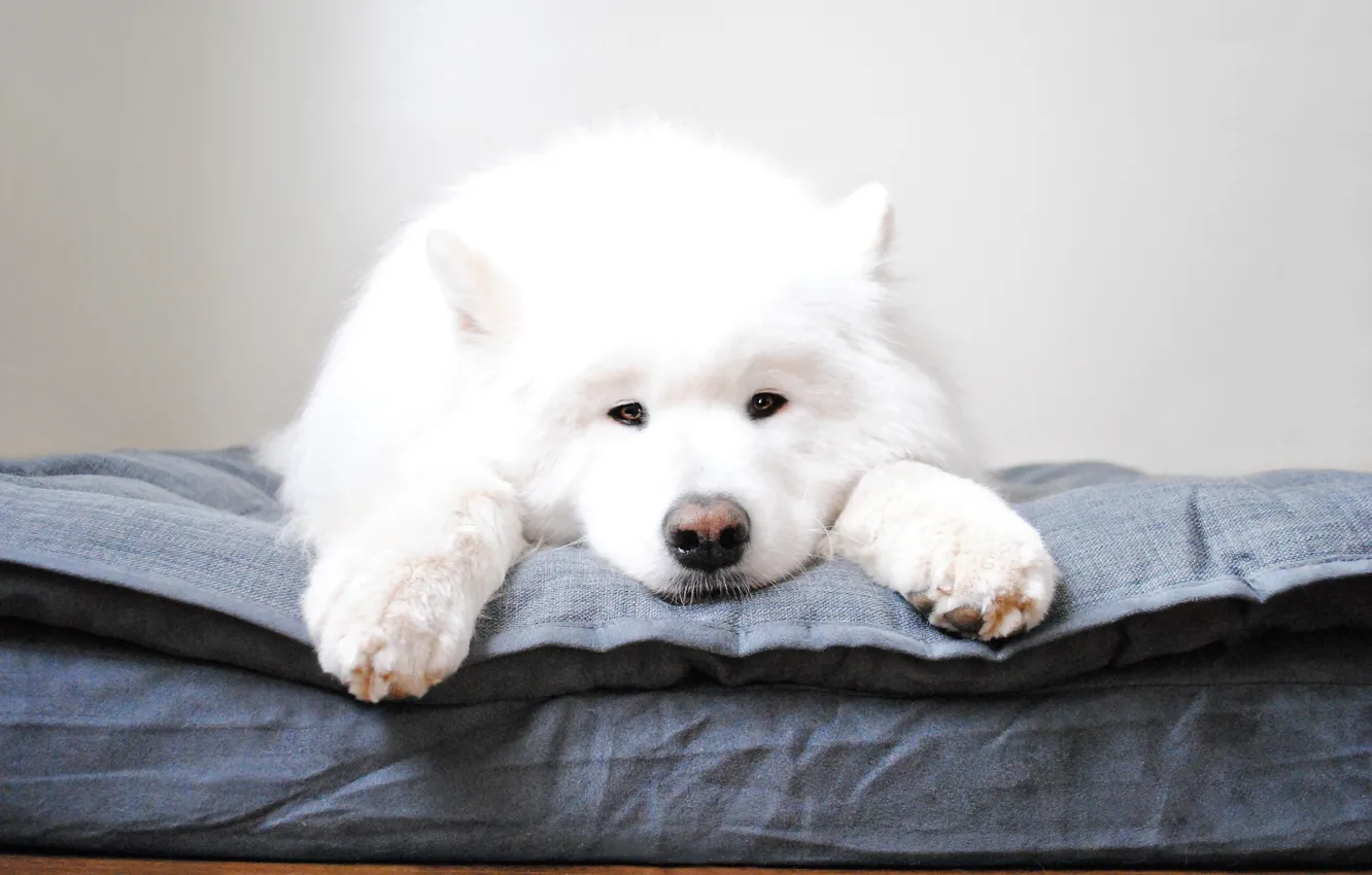 Photo wallpaper look, pose, dog, face, Samoyed