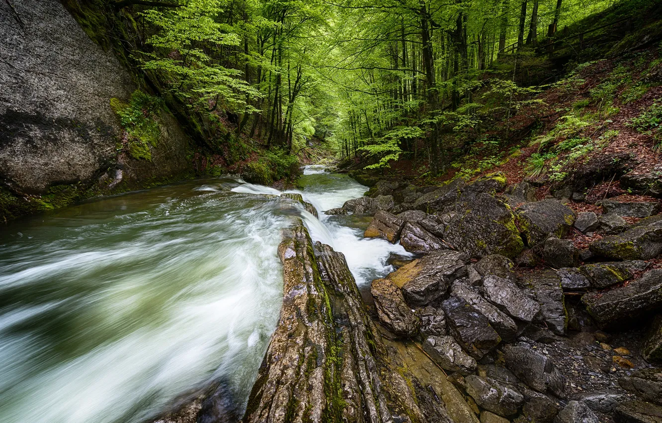 Photo wallpaper forest, trees, river, stones, rocks, stream
