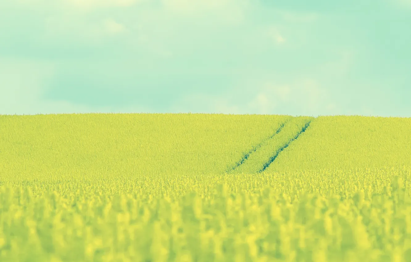 Photo wallpaper field, the sky, grass, landscape, flowers