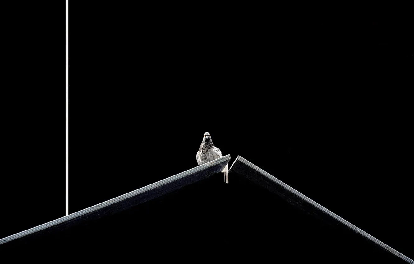 Photo wallpaper background, bird, minimalism
