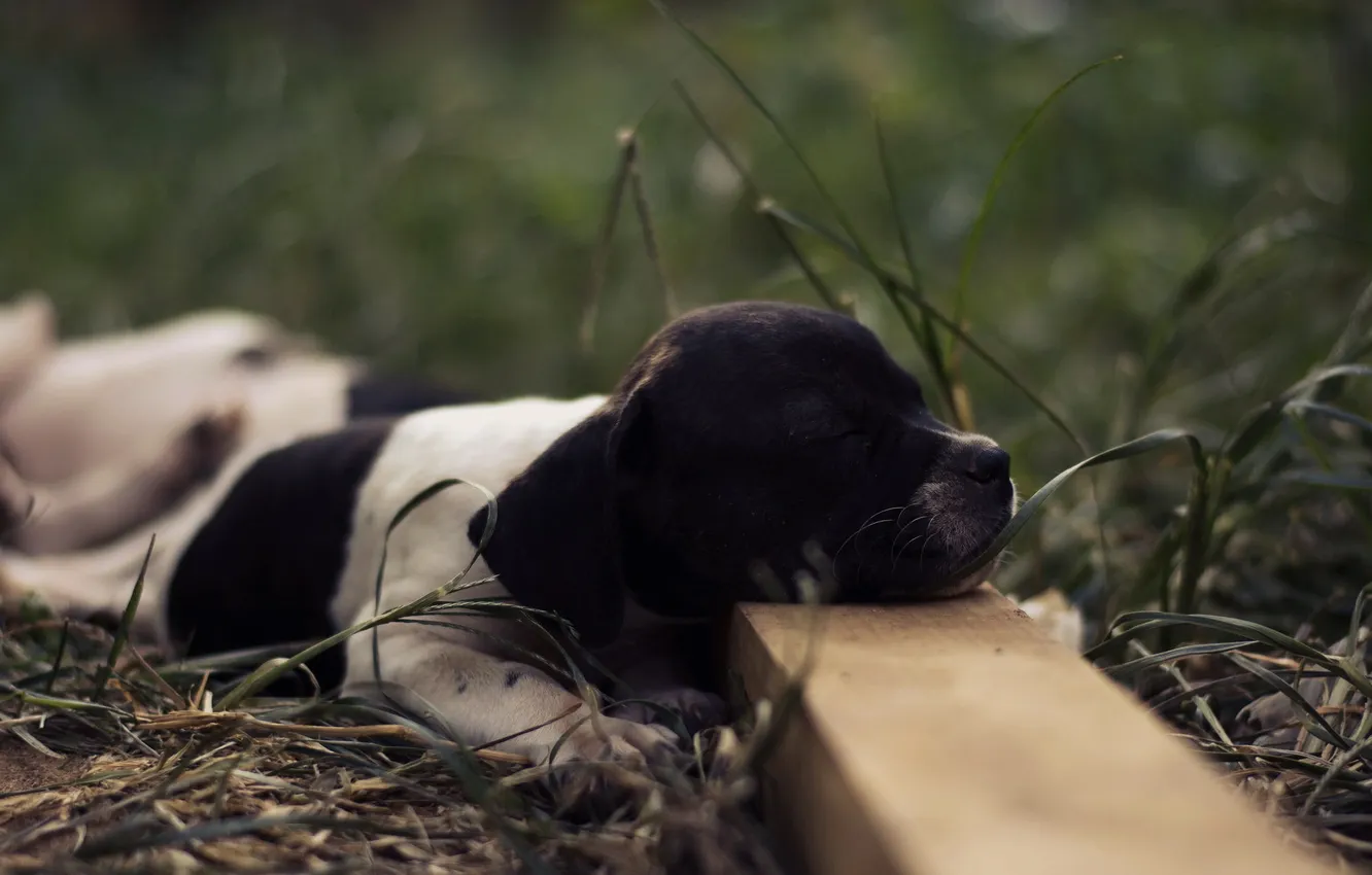 Photo wallpaper look, each, dog, Buldog Frances