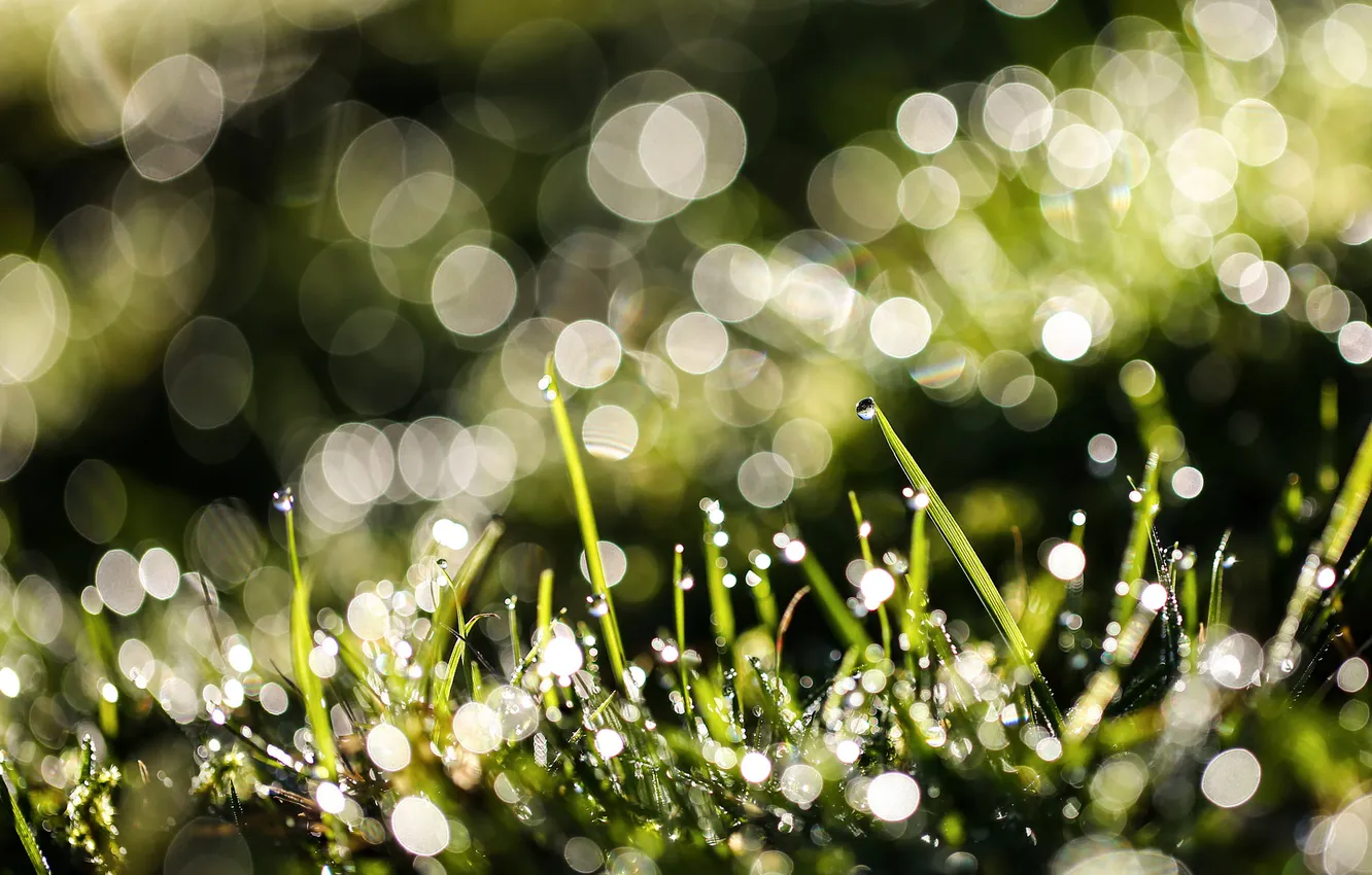 Photo wallpaper grass, drops, macro, Rosa, glare, spring, morning, bokeh