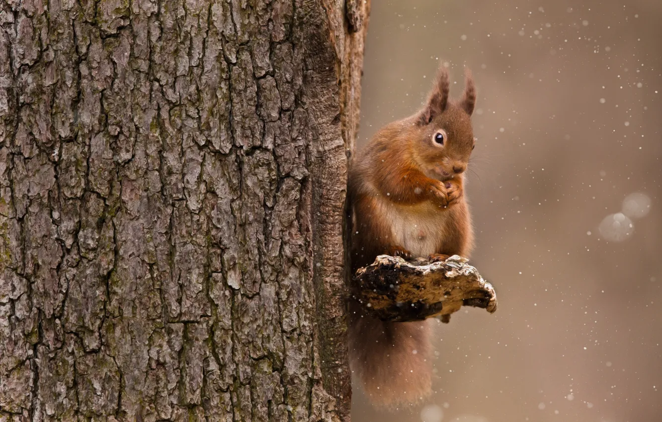 Photo wallpaper winter, forest, snow, tree, fluffy, walnut, protein, animal