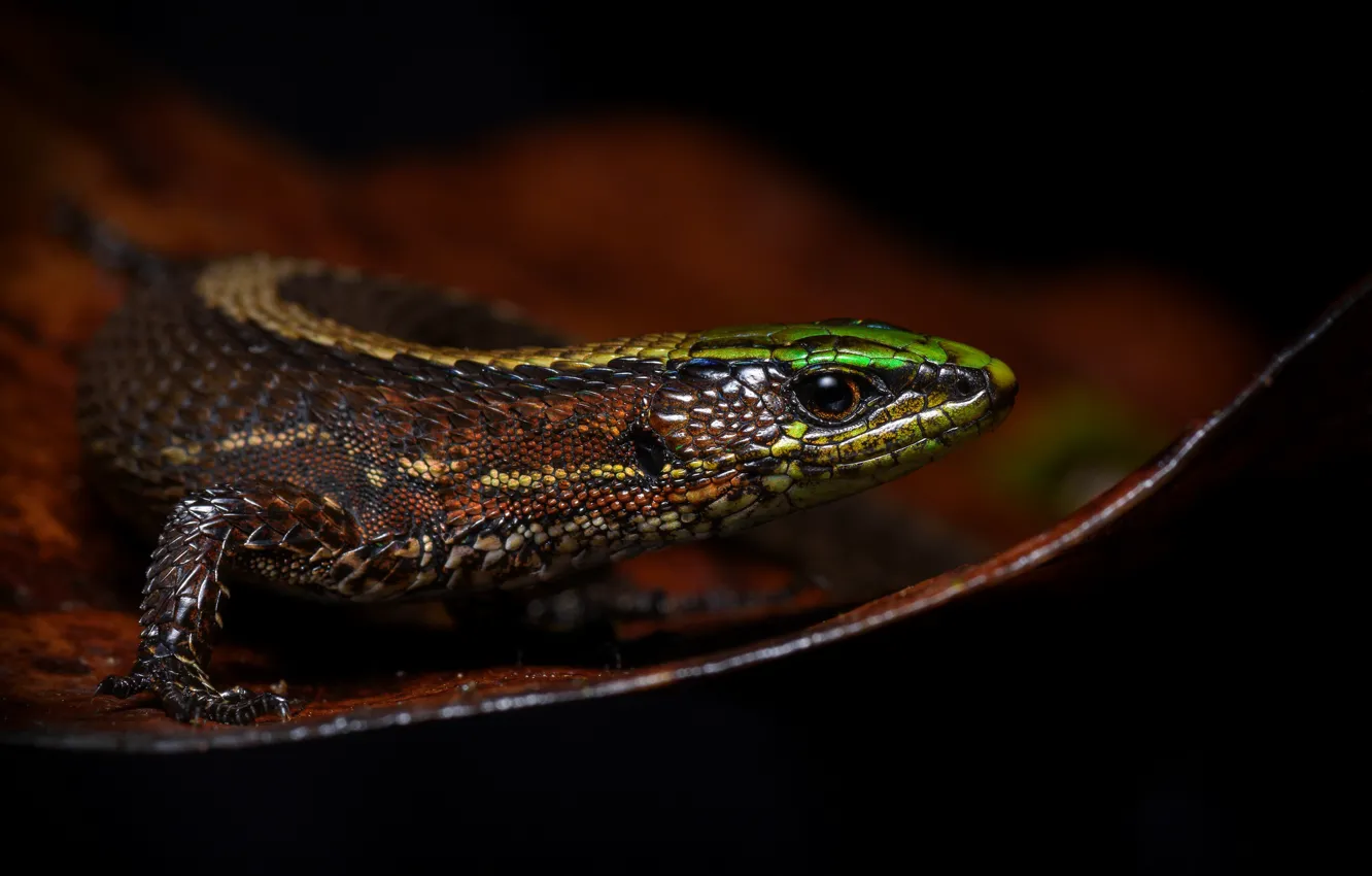 Photo wallpaper look, macro, bright, leaf, lizard, beauty, black background, lizard