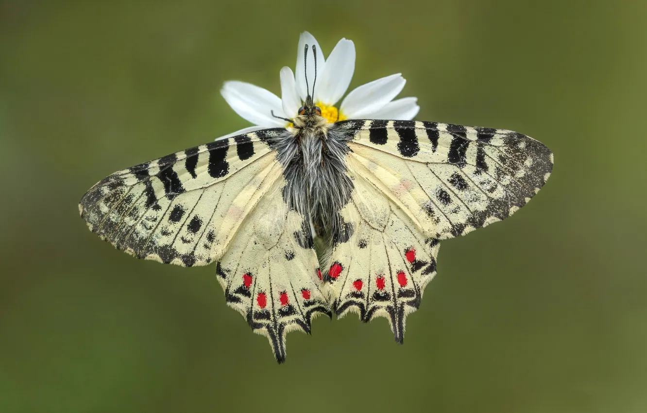 Photo wallpaper macro, background, butterfly, wings
