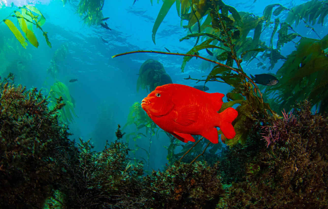 Photo wallpaper water, algae, the ocean, fish, Garibaldi