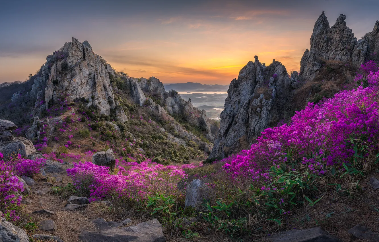 Photo wallpaper flowers, mountains, nature, rocks, view, South Korea, rhododendrons
