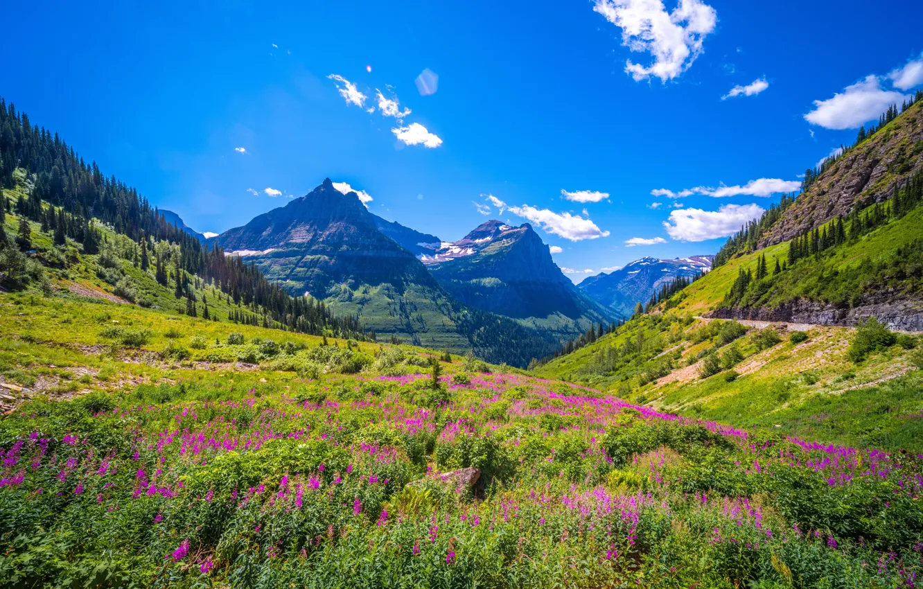 Photo wallpaper field, forest, the sky, clouds, flowers, mountains, blue, hills