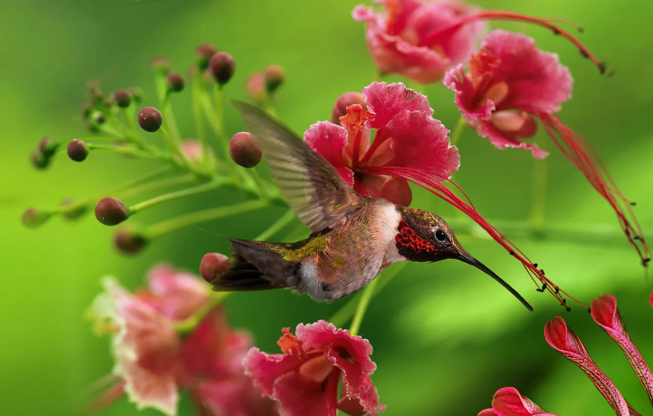 Photo wallpaper flowers, bird, Hummingbird
