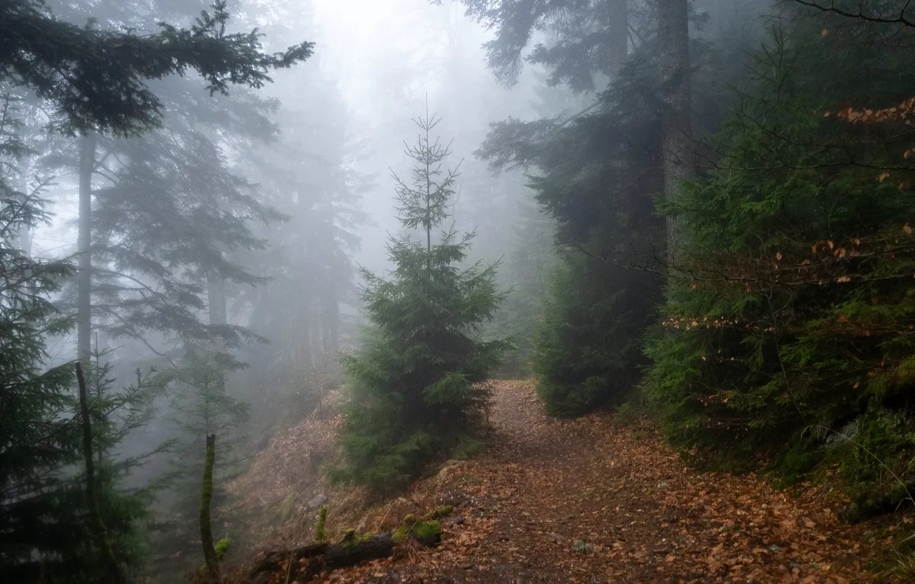 Photo wallpaper autumn, forest, fog, foliage, herringbone