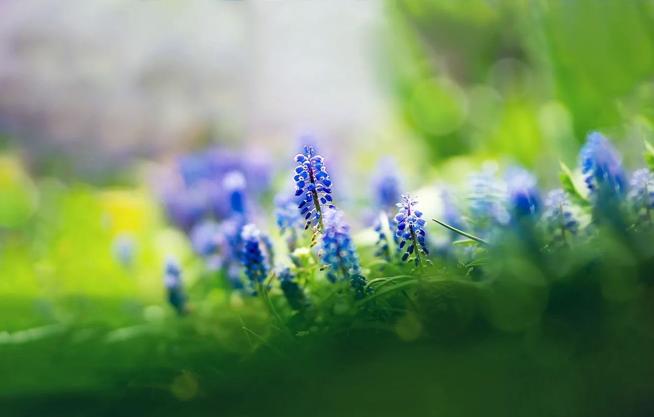 Photo wallpaper grass, flowers, focus, blue, Muscari
