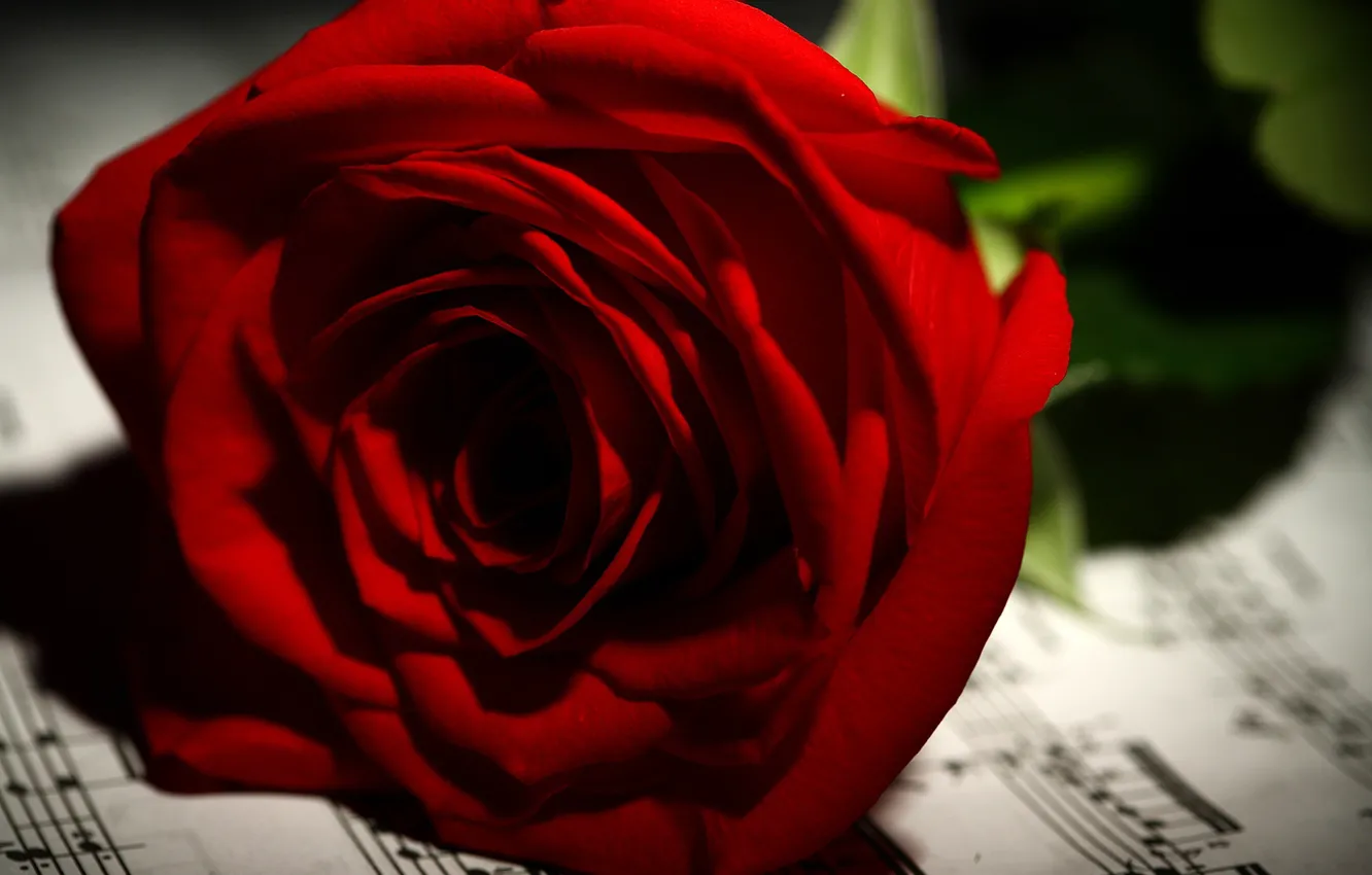 Photo wallpaper flowers, red, notes, roses, bokeh, closeup