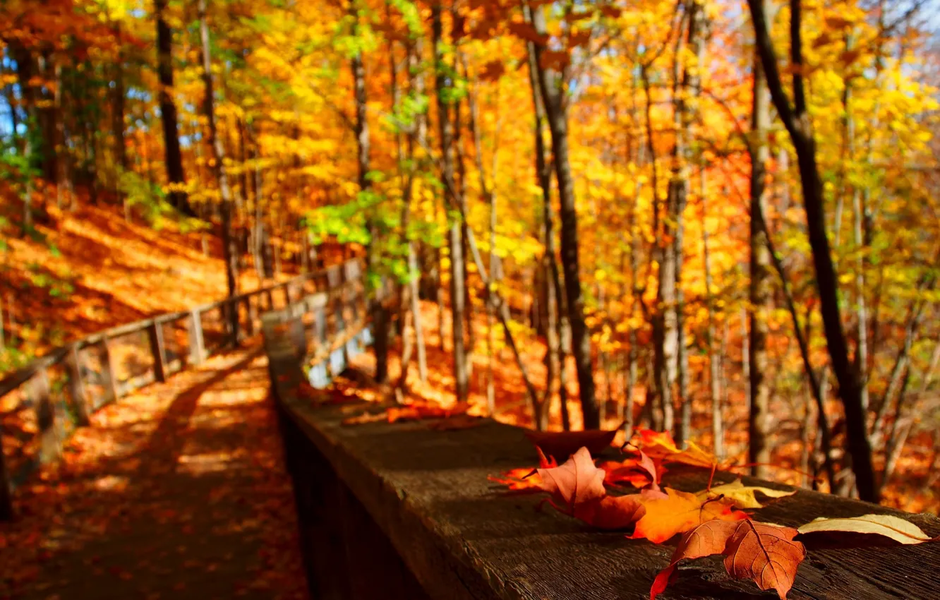 Photo wallpaper road, autumn, leaves, blur