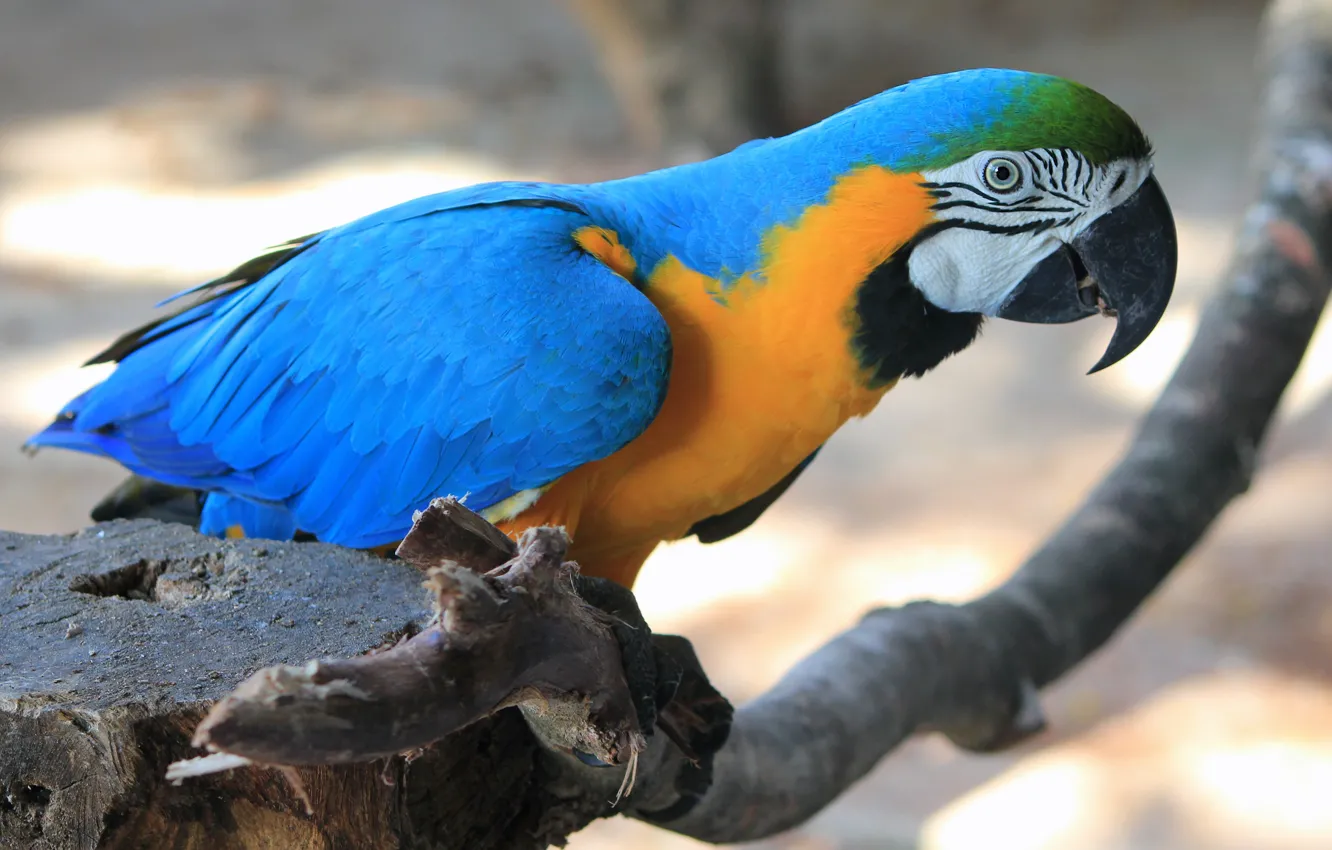 Photo wallpaper look, light, branches, pose, background, bird, stump, parrot