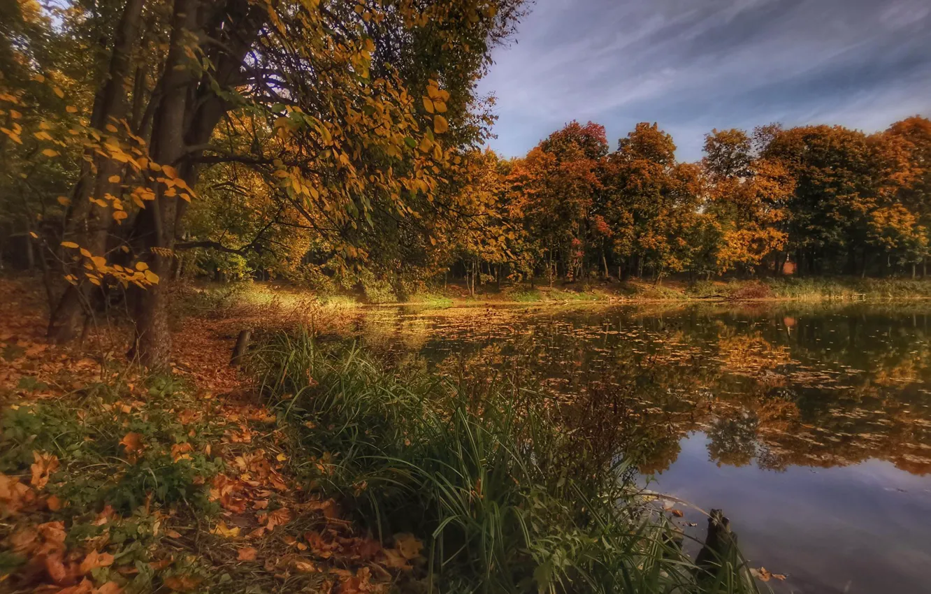 Photo wallpaper autumn, grass, trees, landscape, nature, pond, Park