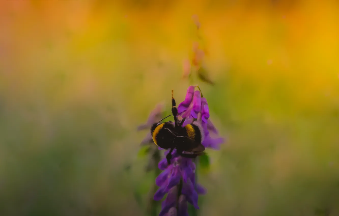 Photo wallpaper bee, background, plant