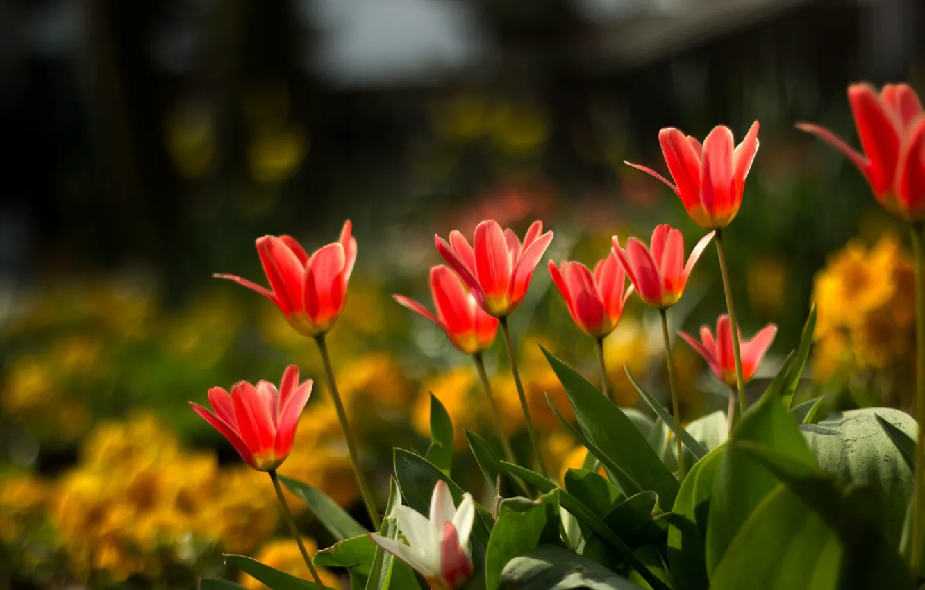 Photo wallpaper Spring, Spring, Bokeh, Bokeh, Red tulips, Red tulips