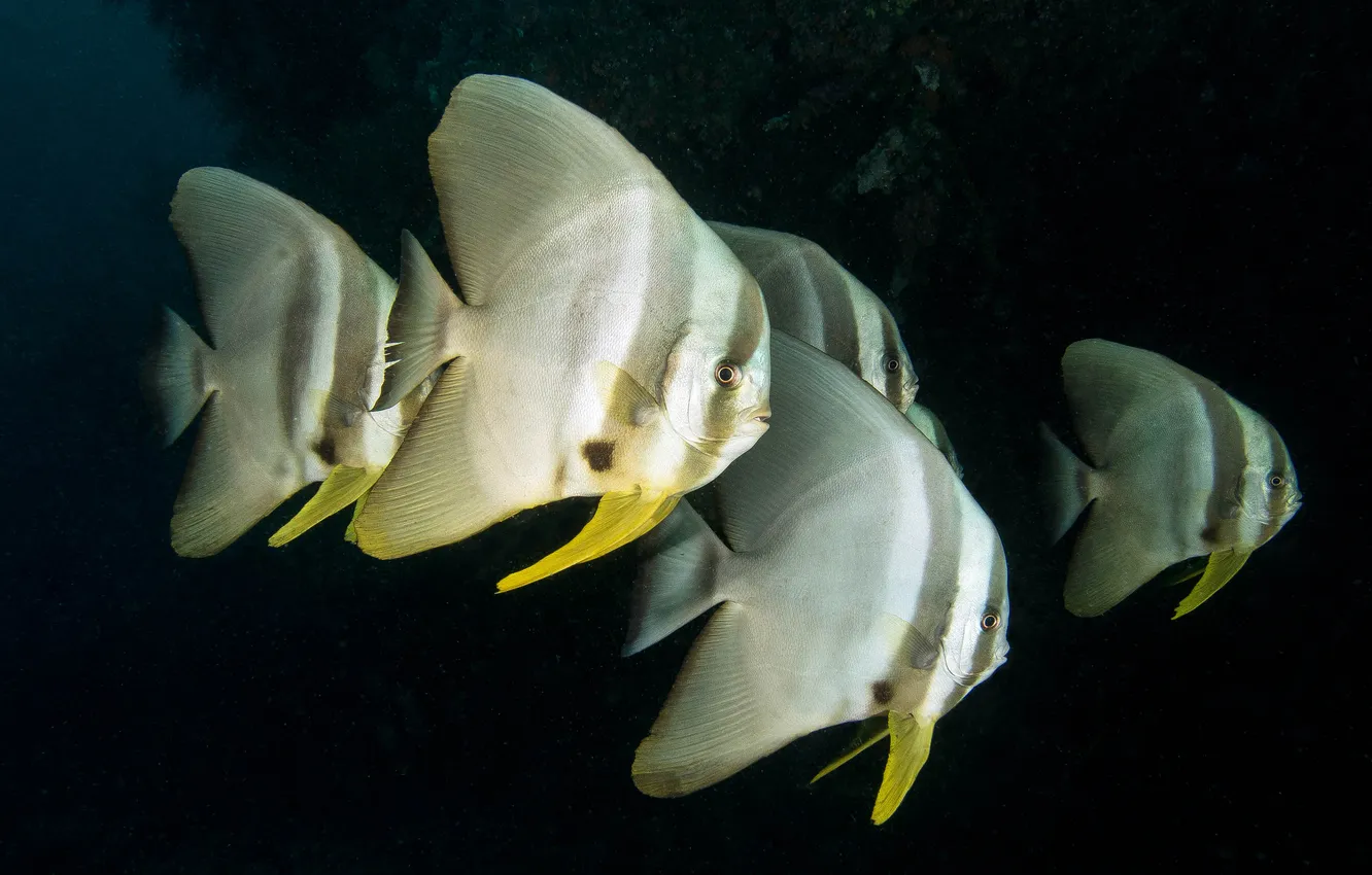 Photo wallpaper sea, water, fish, the dark background, fish, underwater world, striped, cant