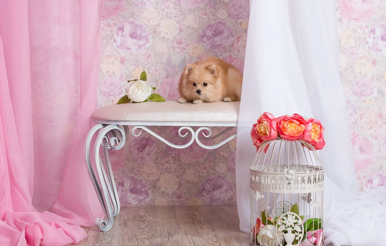 Photo wallpaper flowers, room, wall, Wallpaper, dog, cell, puppy, fabric