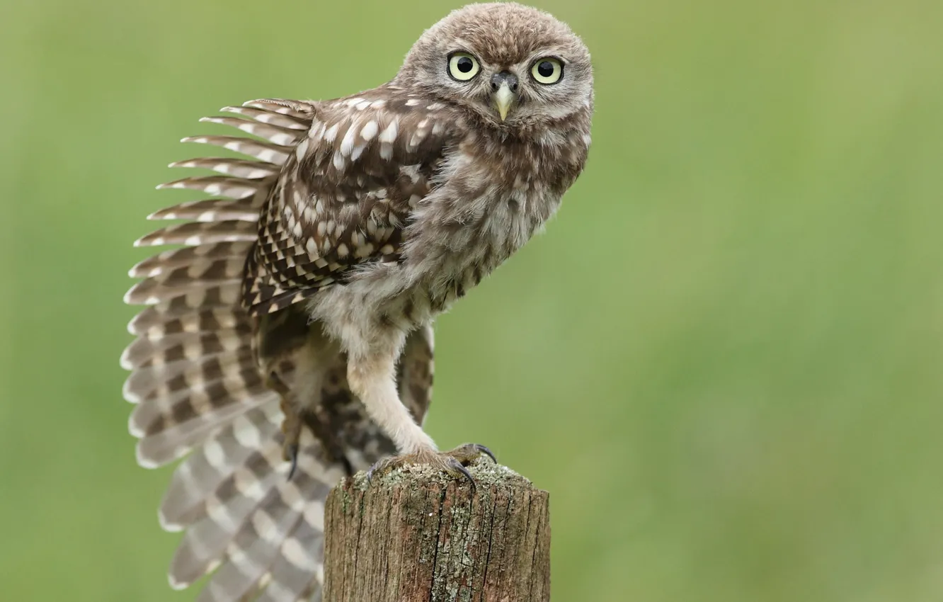 Photo wallpaper owl, bird, stump, feathers, wing, sitting, stretches