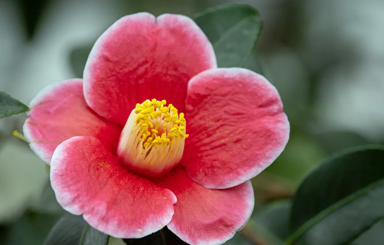 Photo wallpaper flowers, nature, background, Camellia