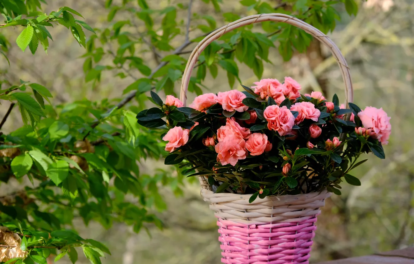 Photo wallpaper greens, leaves, flowers, branches, nature, bouquet, garden, pink