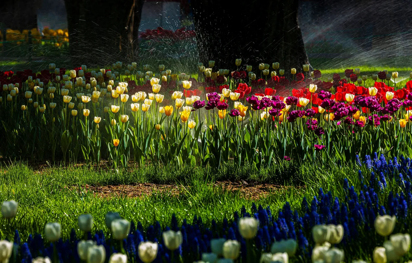 Photo wallpaper water, light, trees, flowers, squirt, Park, spring, garden