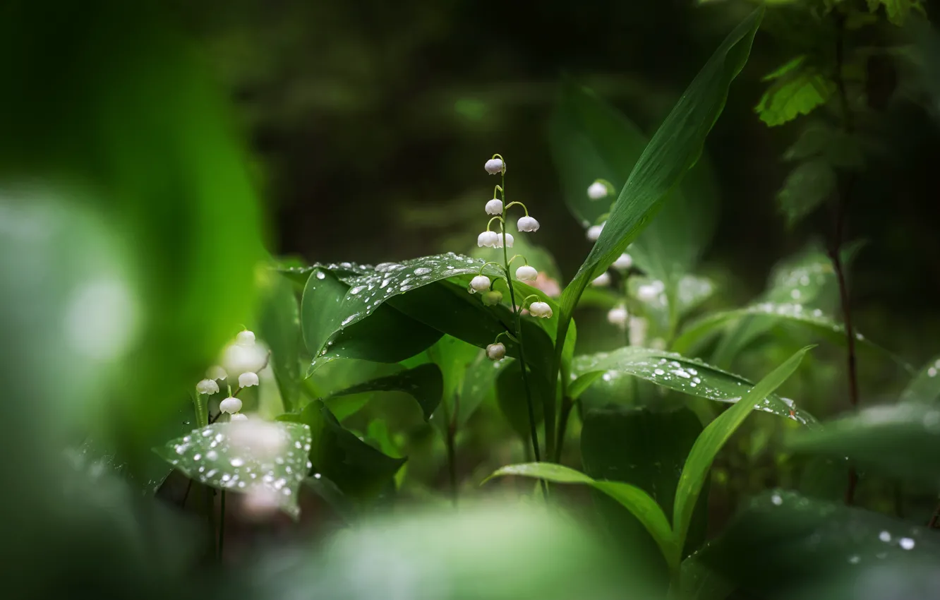 Photo wallpaper leaves, drops, flowers, the dark background, spring, white, lilies of the valley