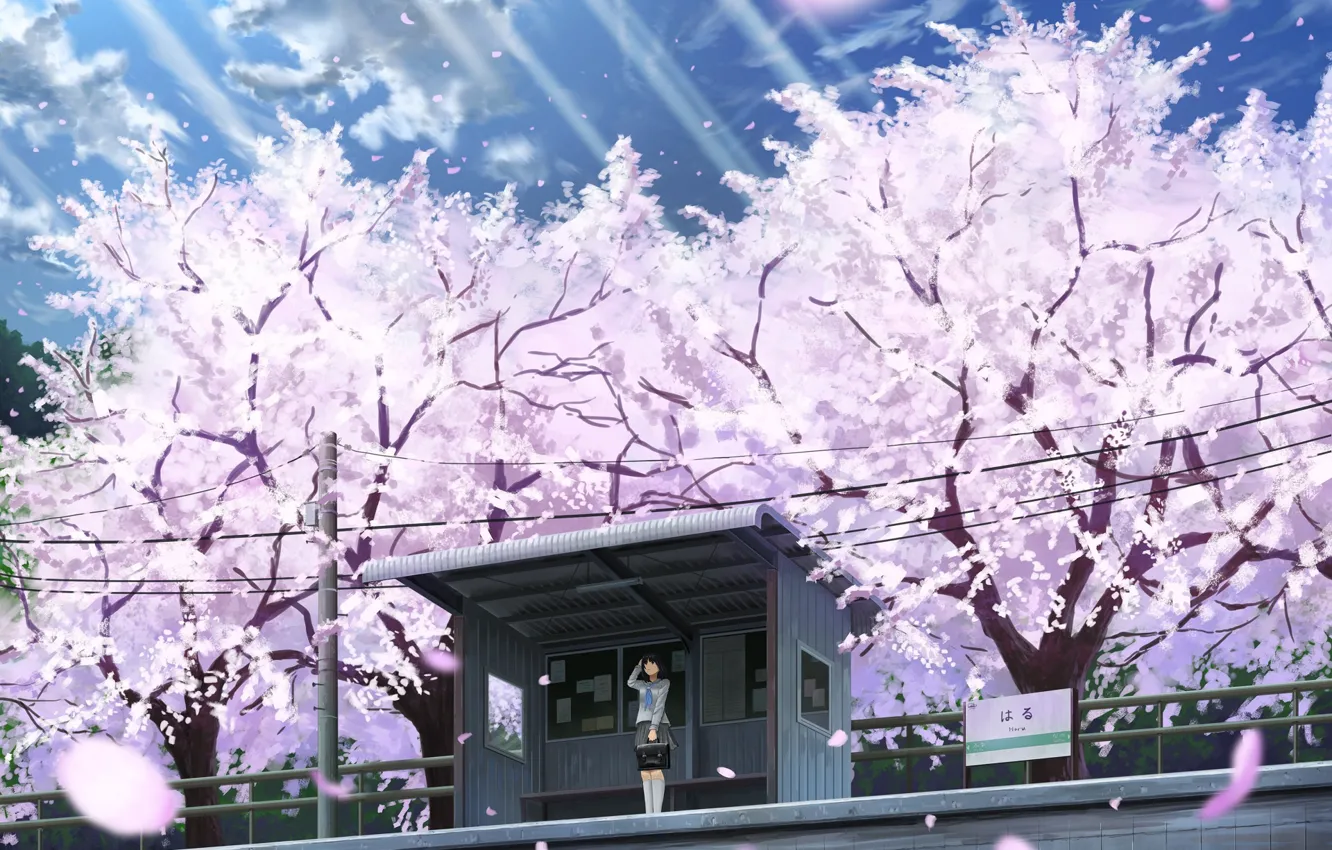 Photo wallpaper girl, spring, Sakura, flowering