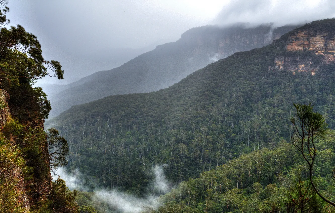Photo wallpaper forest, clouds, trees, mountains, fog, rocks, Australia, Sydney