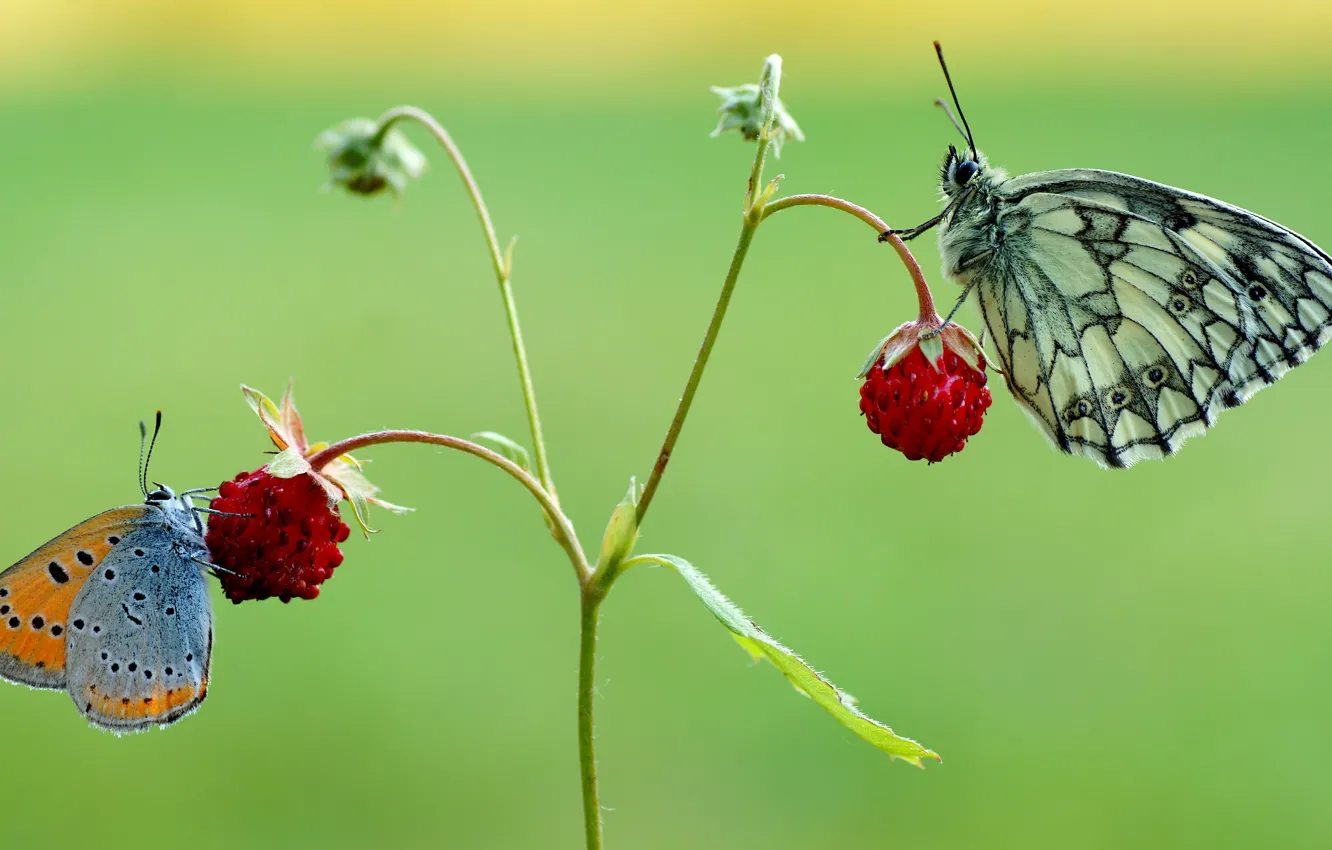 Photo wallpaper summer, macro, red, green, berries, background, butterfly, two