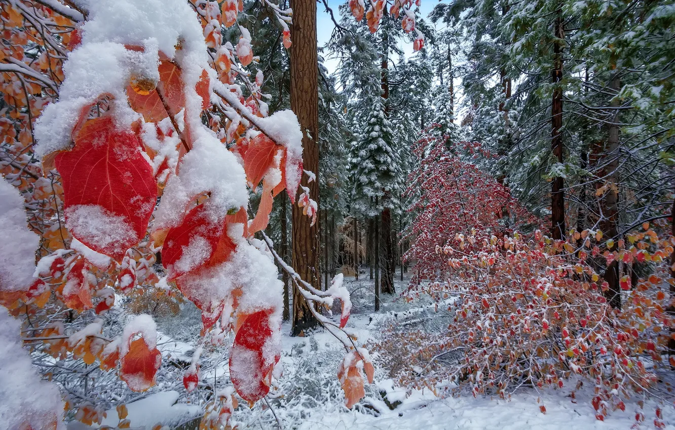 Photo wallpaper forest, nature, Autumn Snow