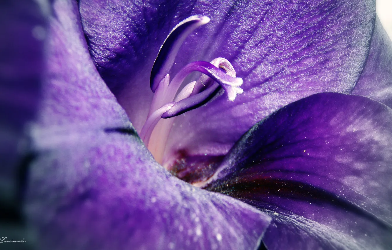 Photo wallpaper purple, flowers, spring, flowering