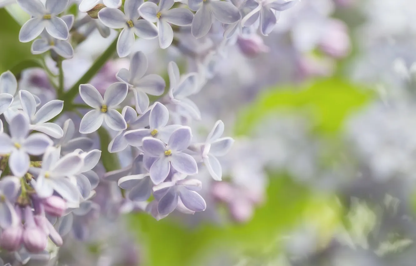 Photo wallpaper macro, tenderness, spring, lilac