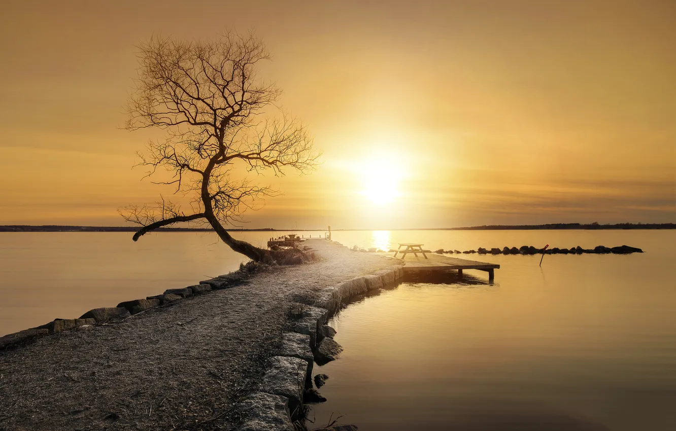 Photo wallpaper sea, trees, sunset, stones, spring