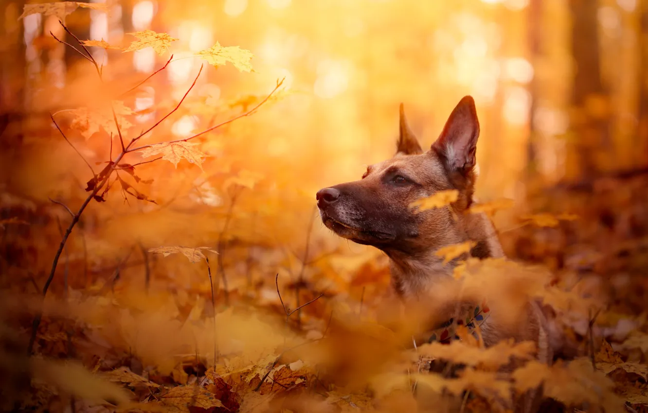 Photo wallpaper autumn, face, leaves, branches, dog, bokeh, Belgian Malinois
