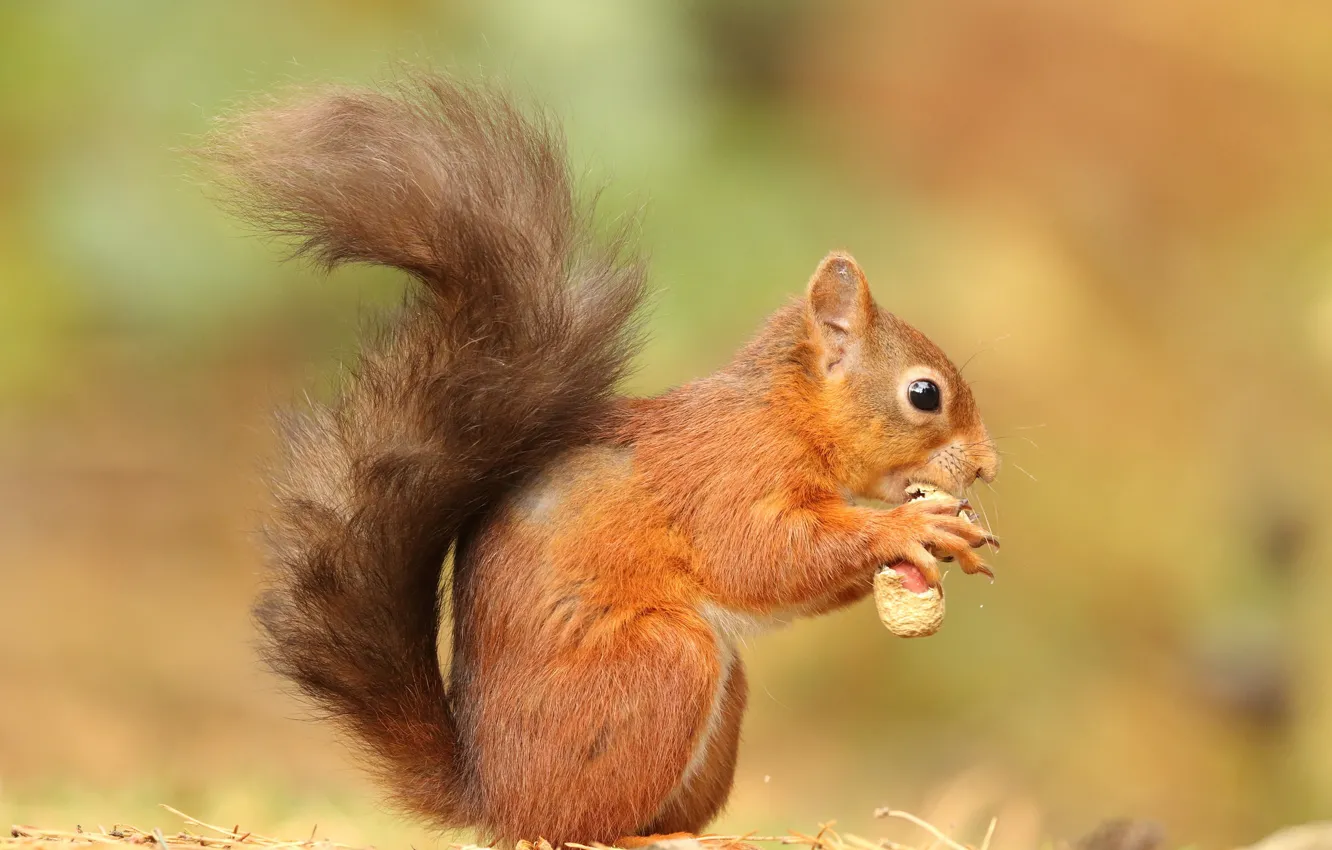 Photo wallpaper legs, protein, cutie, ears, ponytail