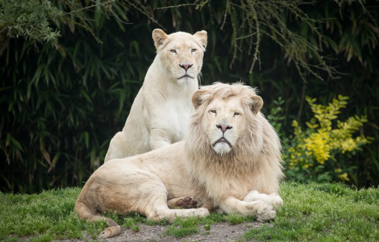 Photo wallpaper grass, cats, Leo, pair, lioness, white lions