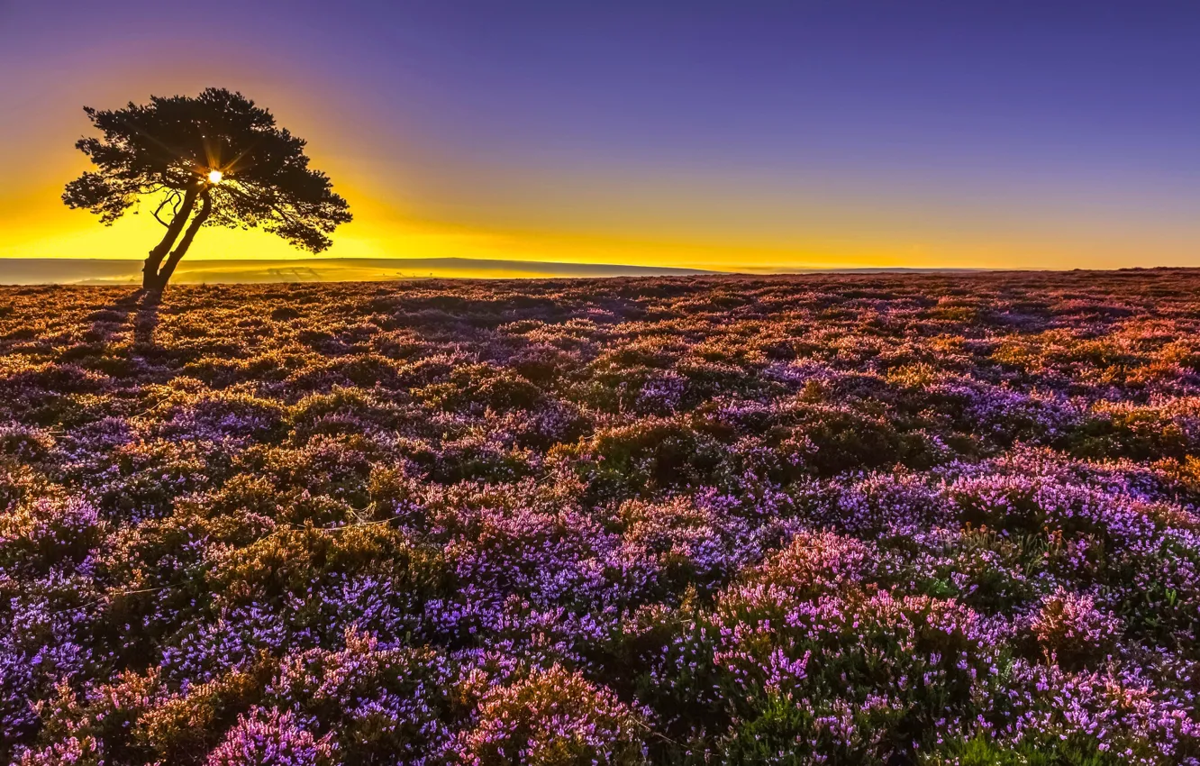 Photo wallpaper sunrise, tree, dawn, England, morning, England, North Yorkshire, Heather