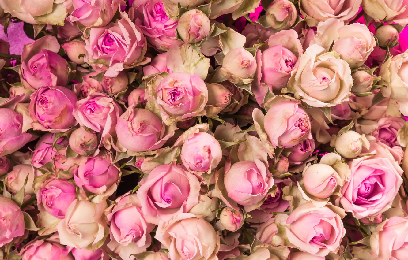 Photo wallpaper flowers, roses, pink, buds, pink, flowers, beautiful, romantic