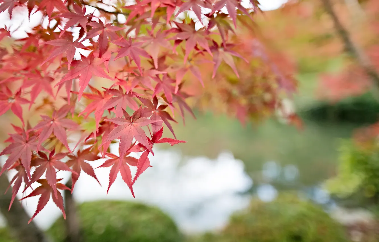 Photo wallpaper leaves, macro, Tree, blur, red, maple, bokeh, twigs