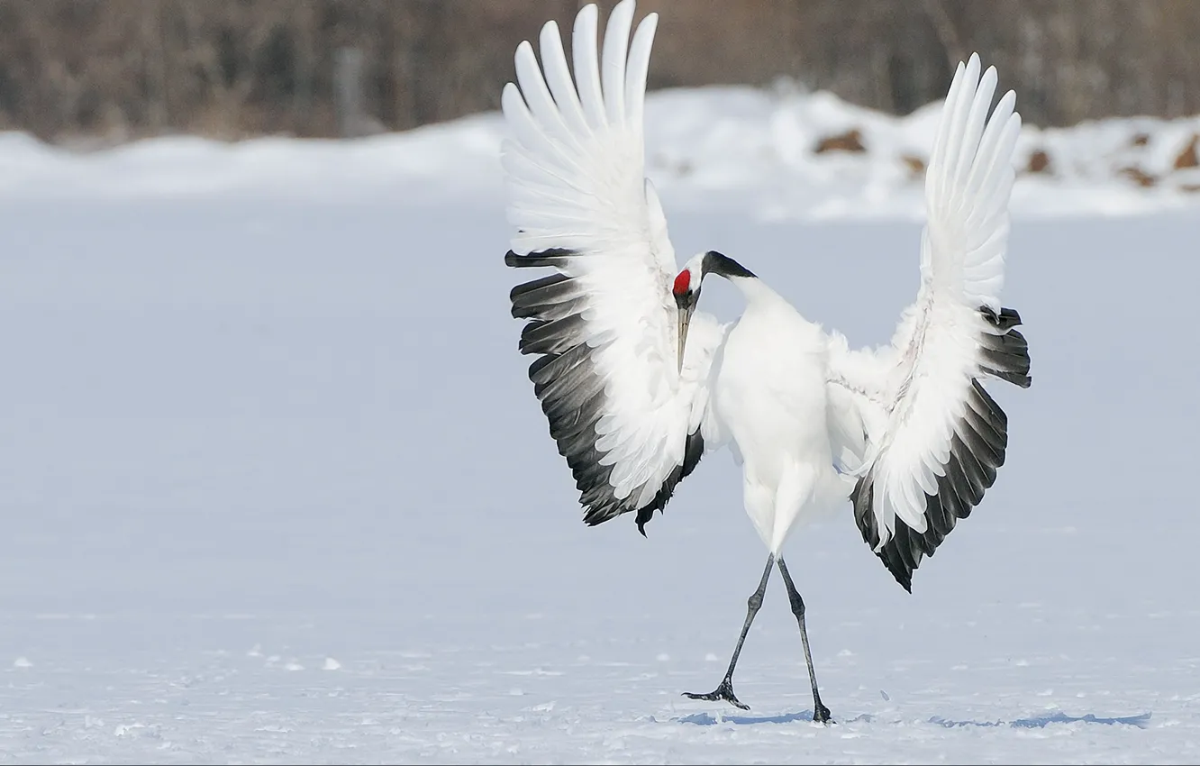 Photo wallpaper winter, snow, bird, wings, dance, Japanese crane