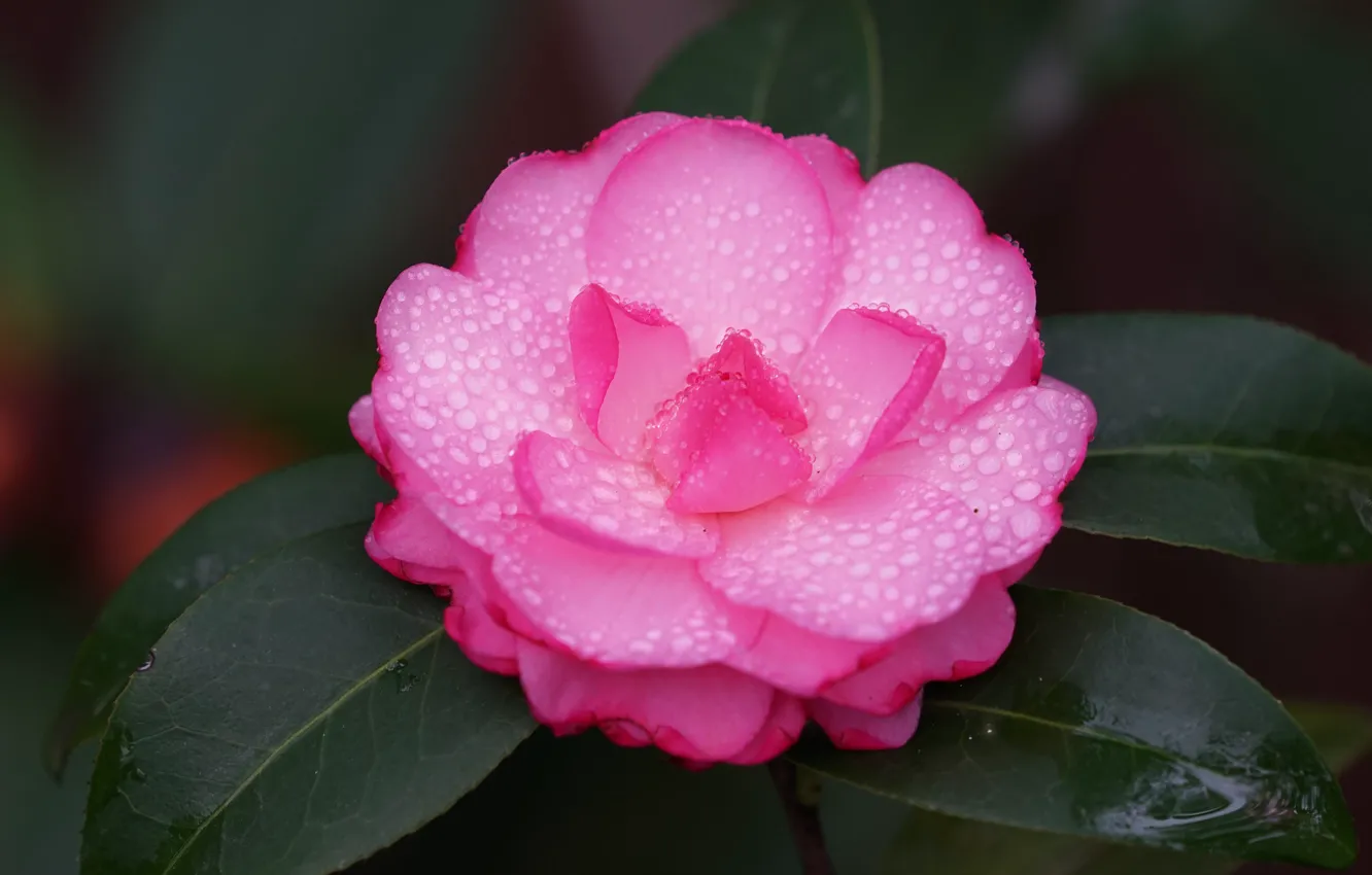 Photo wallpaper leaves, drops, macro, petals, pink, Camellia
